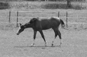 veel paarden in Duitsland foto