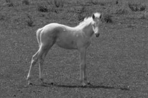 veel paarden in Duitsland foto