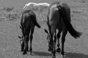 veel paarden in Duitsland foto