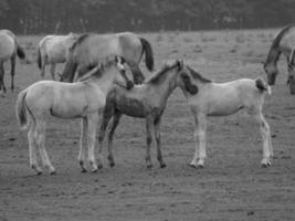 wilde paarden in duitsland foto