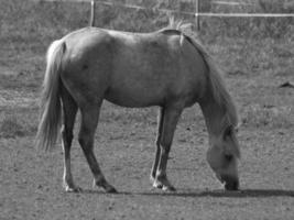 paarden Aan een Duitse veld- foto