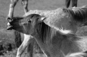 wild paarden en fola's foto