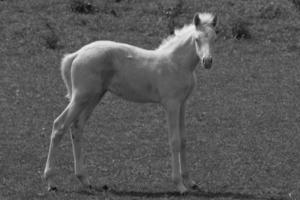 wild paarden en fola's foto