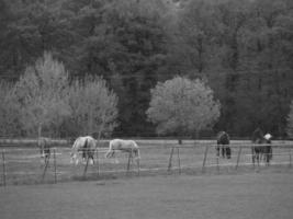 wild paarden en fola's foto