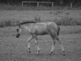 wild paarden en fola's foto