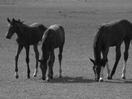 wild paarden en fola's foto