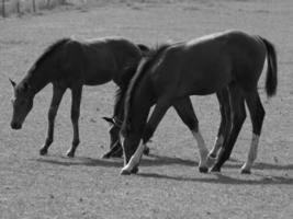 wild paarden en fola's foto