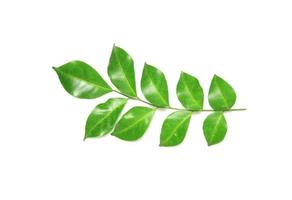 glanzend groen blad foto