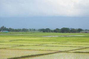 rijstboerderij in thailand foto