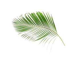 weelderig groen kokospalmblad foto