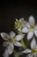 wit ster bloem bloeiende dichtbij omhoog botanisch achtergrond ornithogalum familie asparagaceae groot grootte hoog kwaliteit afdrukken foto