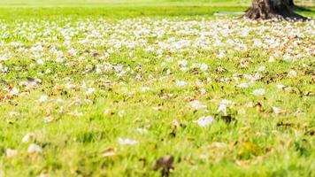groen veld met gevallen witte bloemen foto
