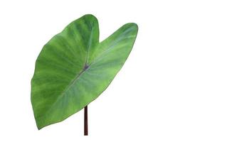 geïsoleerd colocasia mojito blad met knipsel paden, coppy ruimte. foto