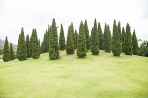 bomen op een heuvel foto