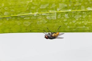 vliegen op een blad foto