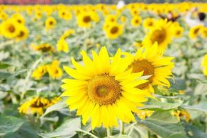 zonnebloemen op een veld foto