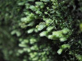 groen achtergrond bladeren en regenwoud planten berg foto