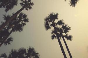 palmbomen silhouet foto