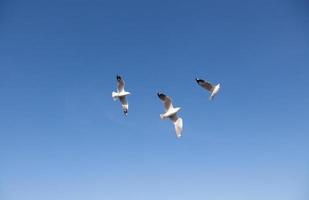 meeuwen in de lucht foto