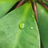 dauw of regen druppels Aan groen blad foto