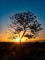 boom silhouet met zonsopkomst in de ochtend- foto