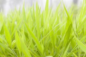 groene bladeren van gras foto