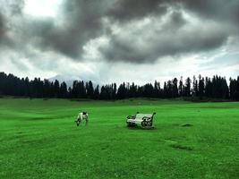 koe in de weilanden van doodhpathri kashmir foto