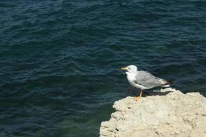 zeemeeuw zit Aan een rots tegen de achtergrond van de zee. vogel, water en kopiëren ruimte foto