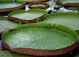 groene waterlelies foto