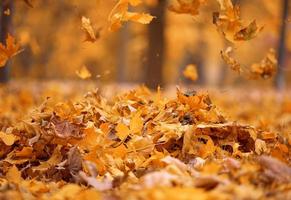 gouden droog esdoorn- bladeren cirkelen in de lucht bovenstaand de grond. herfst landschap in de park foto