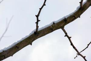 takken van ginkgo biloba in winter. de takken van een boom zonder bladeren zijn besprenkeld met sneeuw. foto