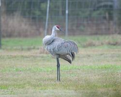 een kraan zittend Aan een gras gazon foto