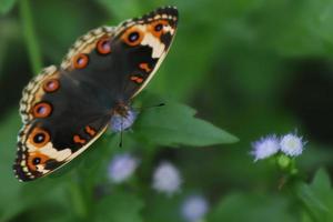 vliegend insect dier, bloemenzuigend Buckeye vlinder met gemengd zwart structuur foto