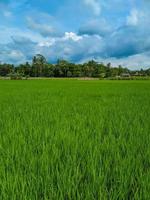 panoramisch visie van groen rijst- velden en mooi blauw lucht in Indonesië. foto