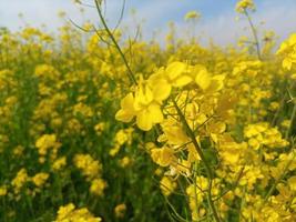 geel bloemen landbouw landschap naturel planten foto