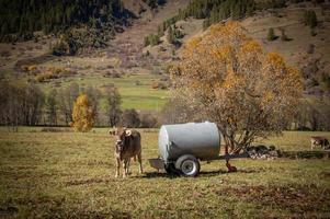 bruin koe herfst foto