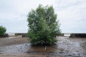 mangrove bomen Aan de strand foto