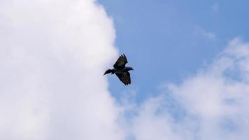 duif die in de blauwe lucht vliegt foto
