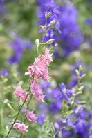 donker roze delphinium bloemen bloeiend en bloeiend foto