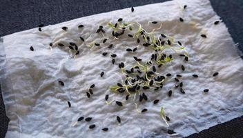 microgreens groeit achtergrond. foto micro groen spruiten zaailing