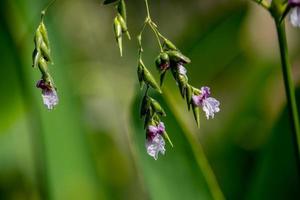 Thalia geniculata bloeiend in de vijver foto