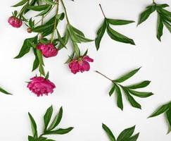 rood bloeiend pioenen met groen bladeren foto