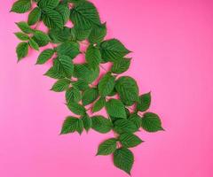 vers groen bladeren van framboos Aan een roze achtergrond foto