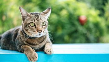 de ogen van een gestreepte kat op een blauwe richel foto