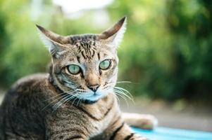 ogen van de gestreepte kat foto