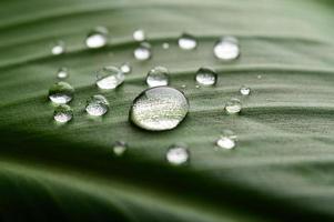 veel druppels water op bananenbladeren foto