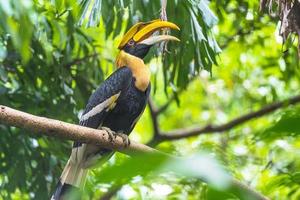 neushoornvogel vogel in een jungle foto