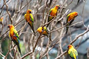 kleurrijke zonconure papegaaien in boomtakken foto