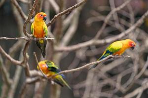 drie zonparkieten papegaaien op takken foto