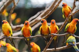 levendige zonparkieten papegaaien